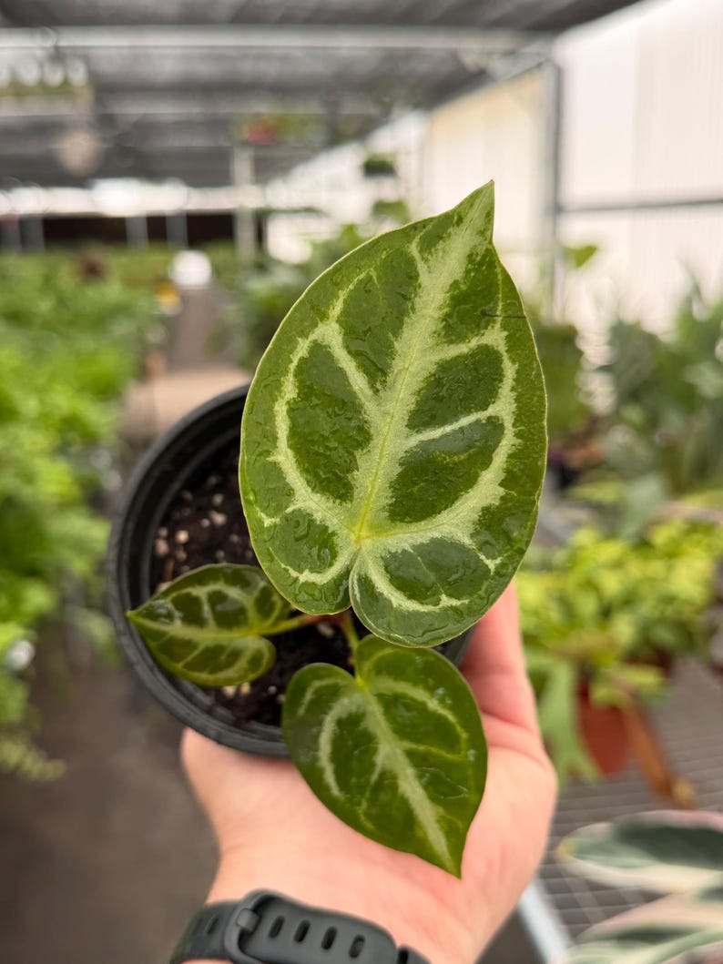TheGreenEscape Anthurium Crystallinum x Dorayaki