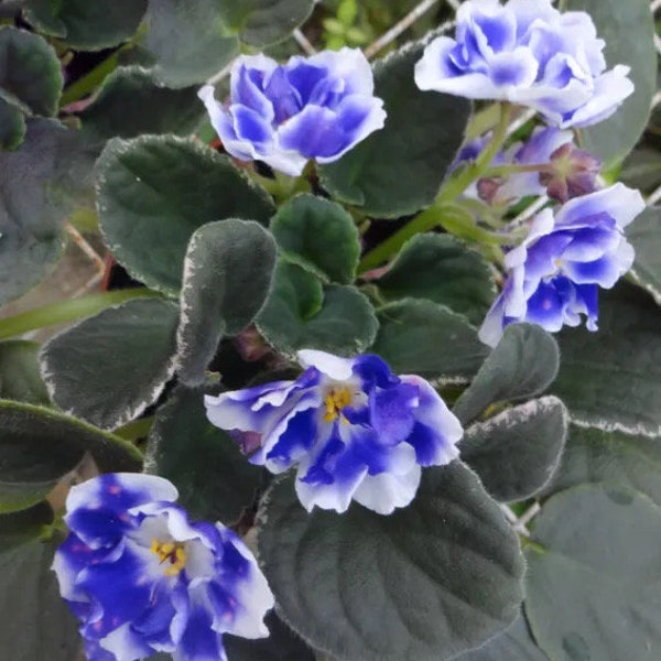 VAT light in the night African violet starter plant (ALL Starter PLANTS require you to purchase 2 plants!)