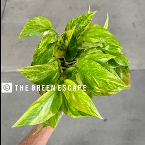 pothos plants near me Popular Pothos Plants 4-pack: Easy Hanging Vines & Variegated Plants -  (4.25 Pots) - Golden Pothos - Marble Queen Pothos - Neon Pothos