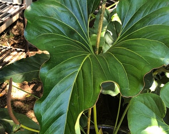 ficus altissima yellow gem Ficus Altissima Yellow Gem Care