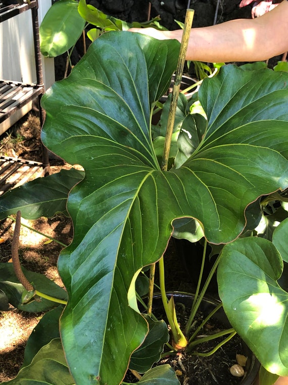 Anthurium Brownii Starter Plant (ALL STARTER PLANTS Require You to Purchase  2 Plants!) - Etsy