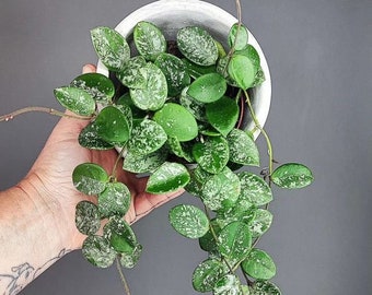 Hoya mathilde splash Starter Plant (ALL STARTER PLANTS require you to purchase 2 plants!)