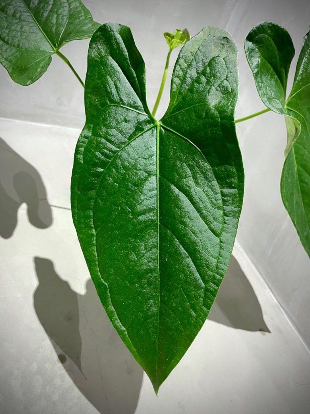 Anthurium Napo X Forgetii Starter Plant (ALL STARTER PLANTS