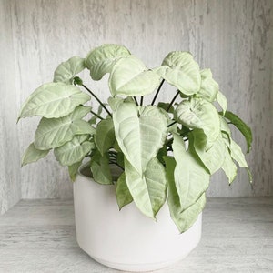 Syngonium Snow White Starter Plant (ALL STARTER PLANTS require you to purchase 2 plants!)