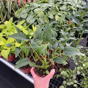 May include: A close-up of a green houseplant with large, dark green leaves. The plant is potted in a brown pot and is being held by a hand.