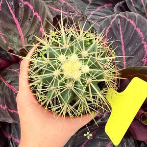 May include: A small, round, green cactus with long, sharp, yellow spines planted in a terracotta-colored pot. A bright yellow, blank plastic plant marker is inserted into the soil next to the cactus, which is surrounded by dark purple leaves.