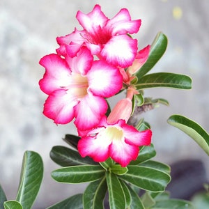 May include: Close-up of vibrant pink and white desert rose flowers in full bloom. The petals have a striking contrast of colors, with a bright pink edge fading into a white center. The flowers are surrounded by green leaves.