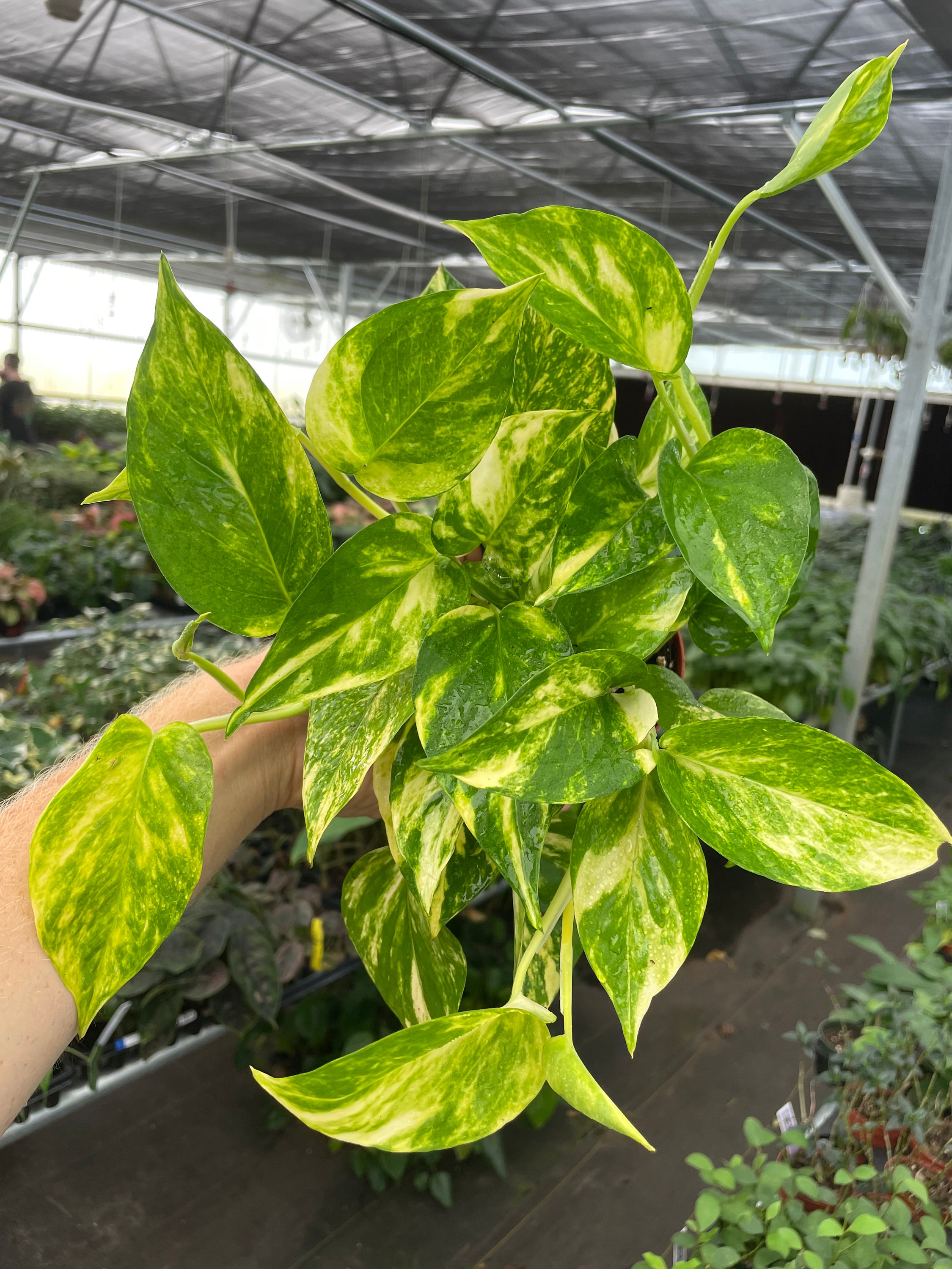 Golden Pothos 4 Pot (ALL PLANTS Require You to Purchase 2 Plants!) - Etsy