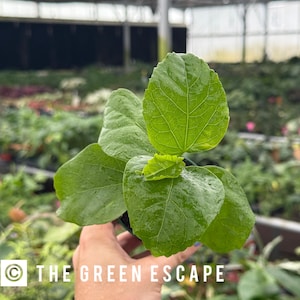 May include: A close-up of a small green plant with large, textured leaves. The plant is held in a black pot. The text "THE GREEN ESCAPE" is printed in white on the bottom left of the image. The background is a greenhouse.