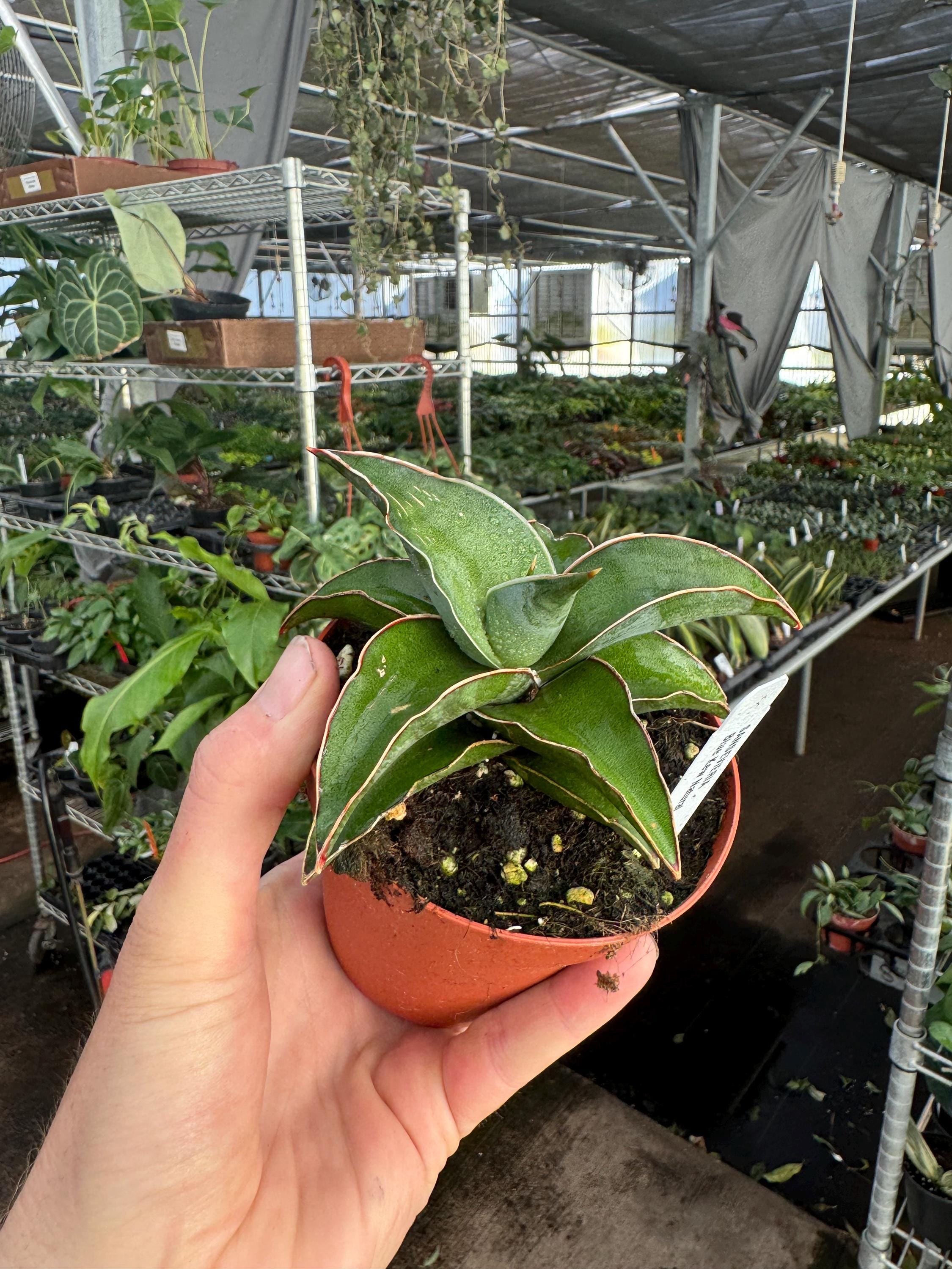 Sansevieria Blue Kew Natural 4”pot (ALL PLANTS Require You to