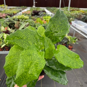 Calathea Musaica network 4 Pot (ALL PLANTS Require You to Purchase 2  Plants!) - Etsy