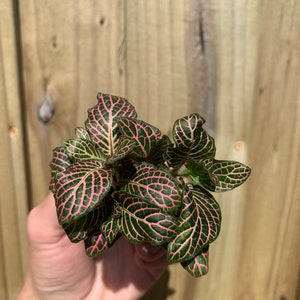 Fittonia pink (nerve plant) Starter Plant (ALL STARTER PLANTS require you to purchase 2 plants!)