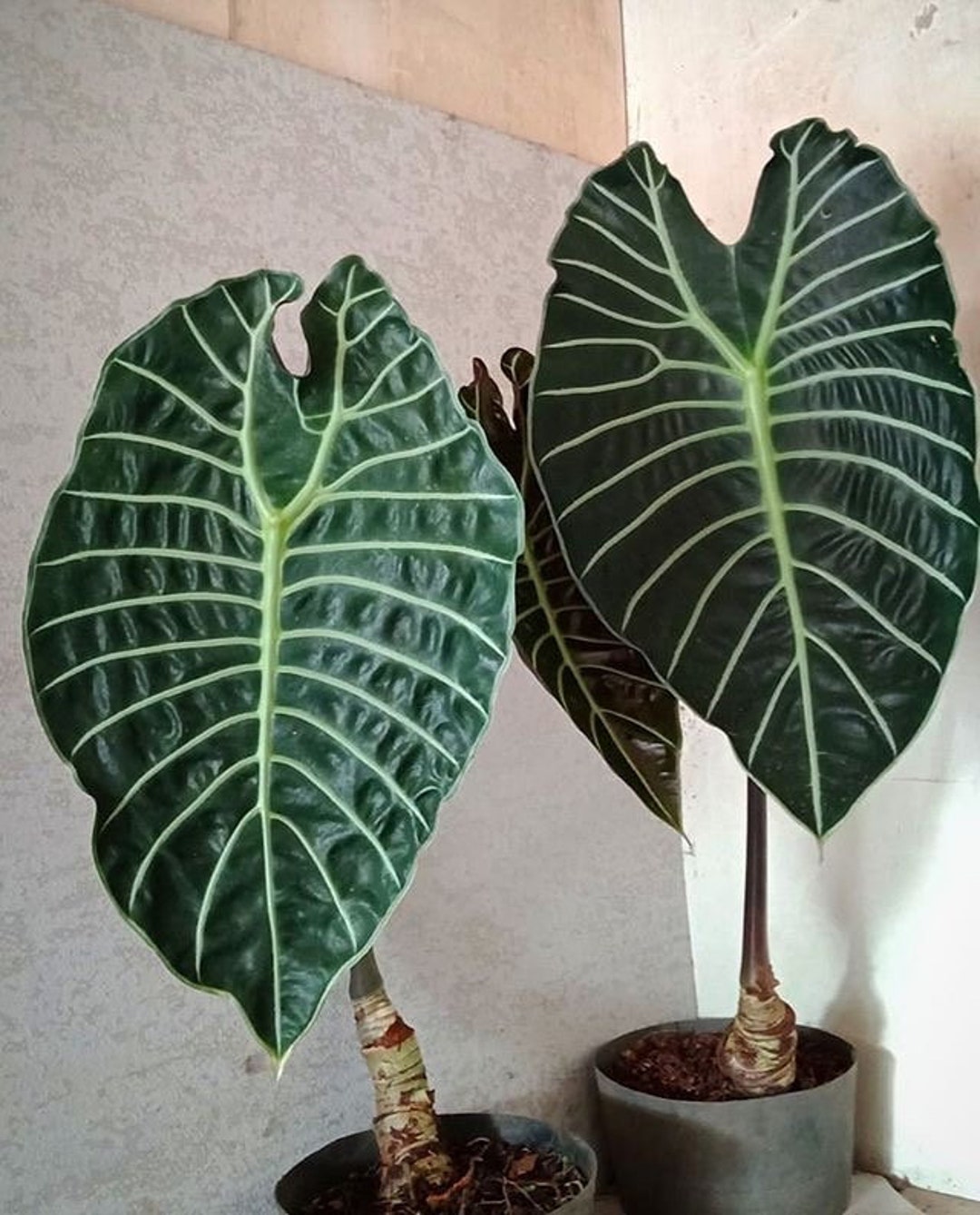 Alocasia watsonia XL