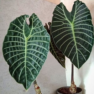 Alocasia Watsoniana white vein Starter Plant (ALL STARTER PLANTS require you to purchase 2 plants!)