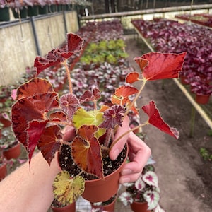 Begonia Peter piper 4 pot ALL PLANTS require you to purchase 2 plants image 6