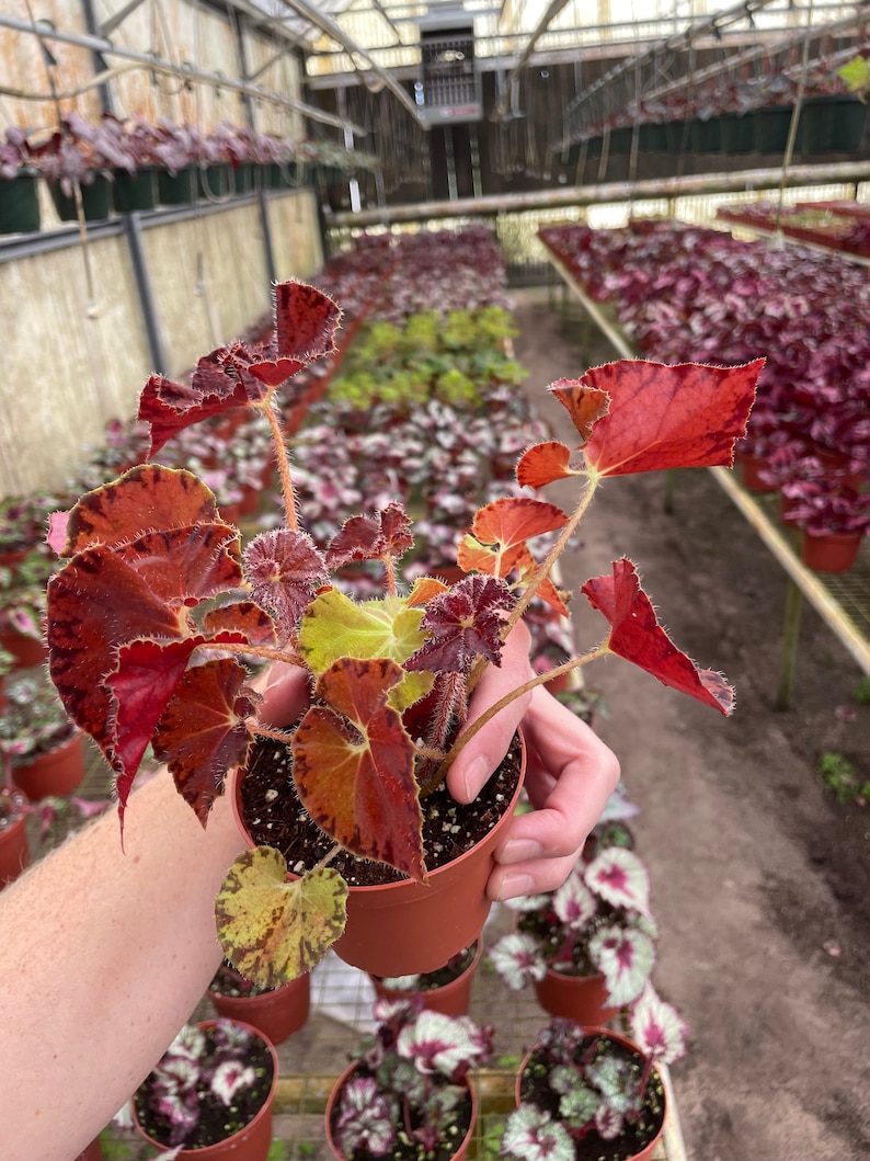 Begonia Peter piper 4 pot ALL PLANTS require you to purchase 2 plants image 6