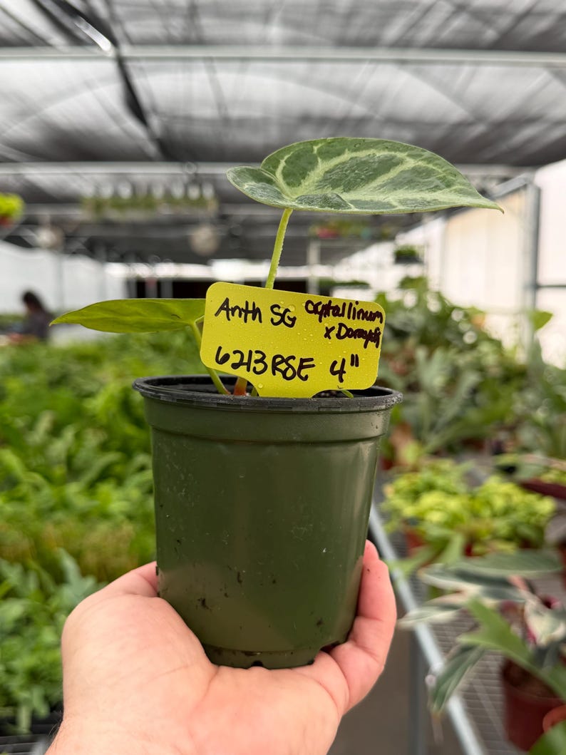 TheGreenEscape Anthurium Crystallinum x Dorayaki - Thumbnail 5