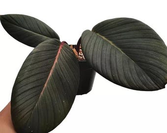 Homalomena red Sumatra  Tissue Culture (ALL PLANTS require you to purchase 2 plants!)