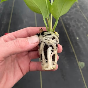 Anthurium Big Red Bird Starter Plant (ALL STARTER PLANTS Require You to ...