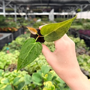 Anthurium Papillilaminum X Fort Sherman - Etsy