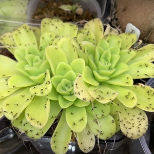 Pinguicula agnata Starter Plant (ALL STARTER PLANTS require you to purchase 2 plants!)