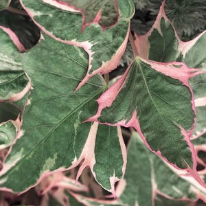 May include: Close-up of green leaves with pink and white edges. The leaves have a pointed, jagged shape.