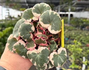 Exact Plant Begonia Harmonys Strawberry variegated 4” Pot 5021RSE | G/H (All PLANTS require you to purchase 2 plants!)
