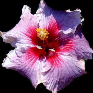 May include: A close-up of a hibiscus flower with a vibrant color palette. The petals transition from a soft lavender to a deep red center, with white streaks. The flower's center features a cluster of yellow stamens against a black background.