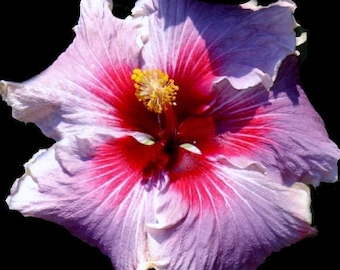Madame Dupont Hibiscus Starter Plant (ALL STARTER PLANTS require you to purchase 2 plants!)