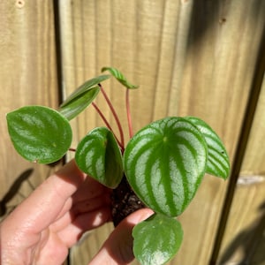 Peperomia Watermelon Starter Plant ALL STARTER PLANTS require you to purchase 2 plants image 3