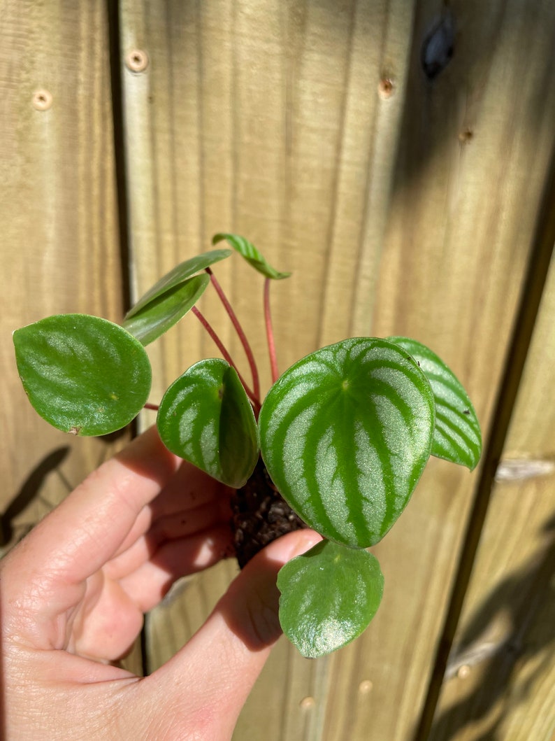 Peperomia Watermelon Starter Plant ALL STARTER PLANTS require you to purchase 2 plants image 3