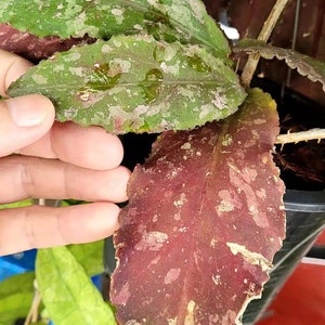 hoya undulata red splash Starter Cutting (ALL Starter plants/cuttings require you to purchase 2 plants/cuttings!)