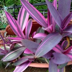 Tradescantia pallida pink stripe ( wandering jew) Starter Plant (ALL STARTER PLANTS require you to purchase 2 plants!)