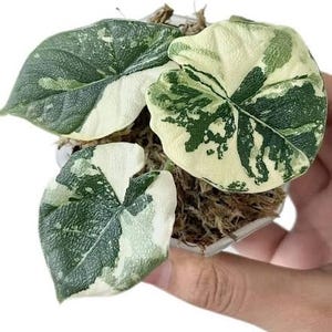 Alocasia Melo Albo Tissue Culture (ALL PLANTS require you to purchase 2 plants!)