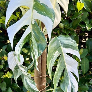 Variegated epipremnum pinnatum Starter Plant (ALL STARTER PLANTS require you to purchase 2 plants!)