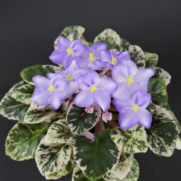 Shirls Hawaiian lei african violet starter plant (ALL PLANTS require you to purchase 2 plants!)