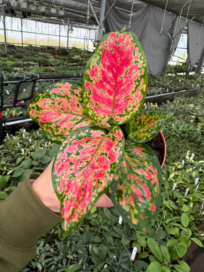 TheGreenEscape Aglaonema Beauty - Thumbnail 4
