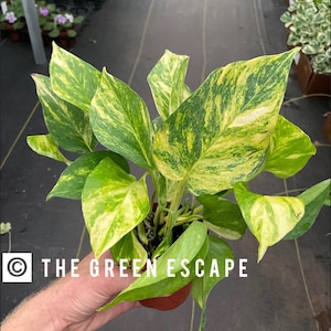 Giant Hawaiian pothos 4” pot (ALL PLANTS require you to purchase 2 plants!)