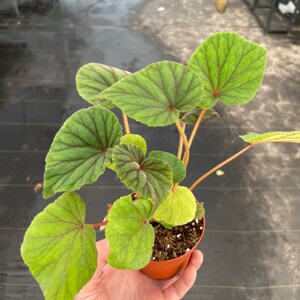 Begonia Sericoneura var. Lindleyana 4 pot ALL PLANTS require you to purchase 2 plants image 6
