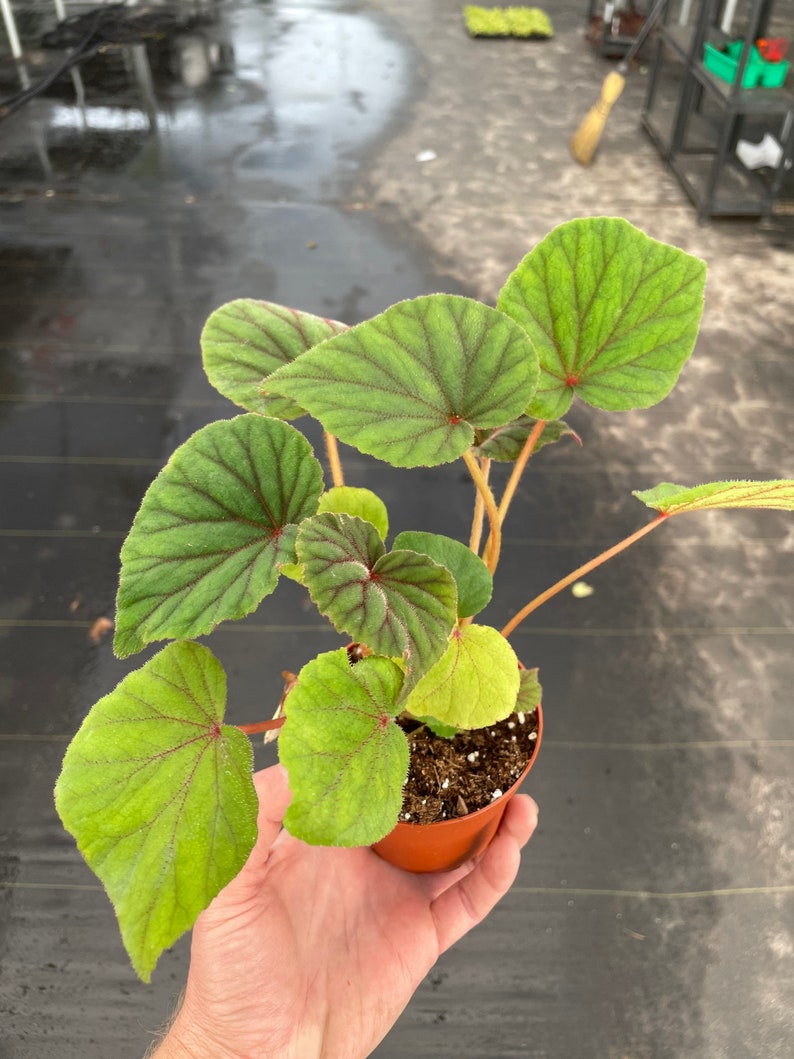 Begonia Sericoneura var. Lindleyana 4 pot ALL PLANTS require you to purchase 2 plants image 6