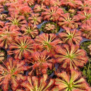 Drosera var. lovellae Starter Plant (ALL STARTER PLANTS require you to purchase 2 plants!)