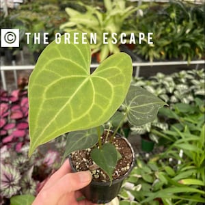 Seed grown Anthurium clarinervium 4 pot (ALL PLANTS require you to  purchase 2 plants!) - Etsy sterreich