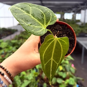 May include: A close-up of a potted Anthurium crystallinum plant. The plant features two large, heart-shaped, dark green leaves with prominent, light green veining. The leaves are wet, suggesting recent watering. The pot is small and brown, filled with dark soil.