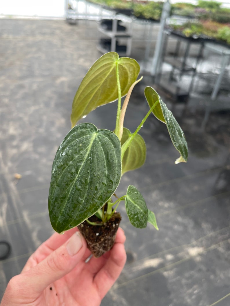 Philodendron Melanochrysum Starter Plant ALL STARTER PLANTS Etsy