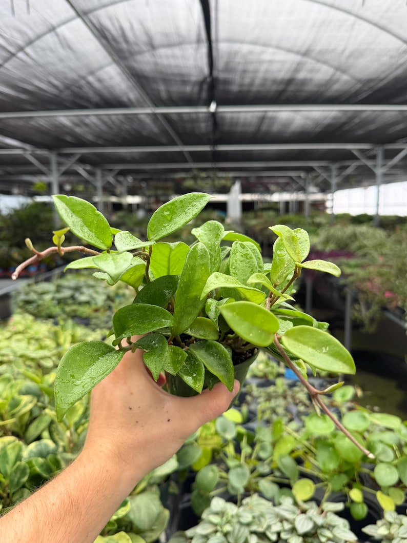 Exact Plant Hoya Jade Specific 4” Pot 15041DAE | G/H (all PLANTS ...