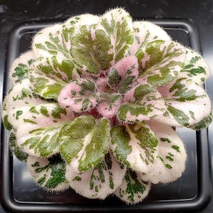Robs outer orbit African violet starter plant (ALL Starter PLANTS require you to purchase 2 plants!)