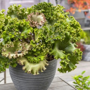 Farfugium gigantea “ wavy gravy ” Starter Plant (ALL STARTER PLANTS require you to purchase 2 plants!)