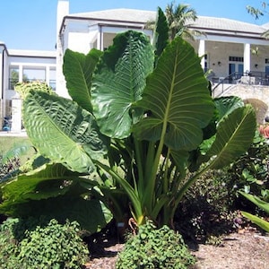 Macrorrhiza Borneo giant Starter Plant (ALL STARTER PLANTS require you to purchase 2 plants!)