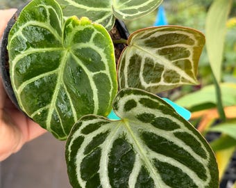 Anthurium Dorayaki (indonesia Origin) Starter Plant (ALL STARTER