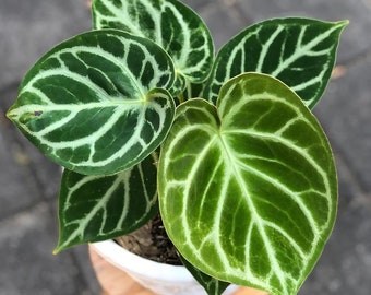 Anthurium dorayaki (Indonesia origin) Starter Plant (ALL STARTER PLANTS require you to purchase 2 plants!)